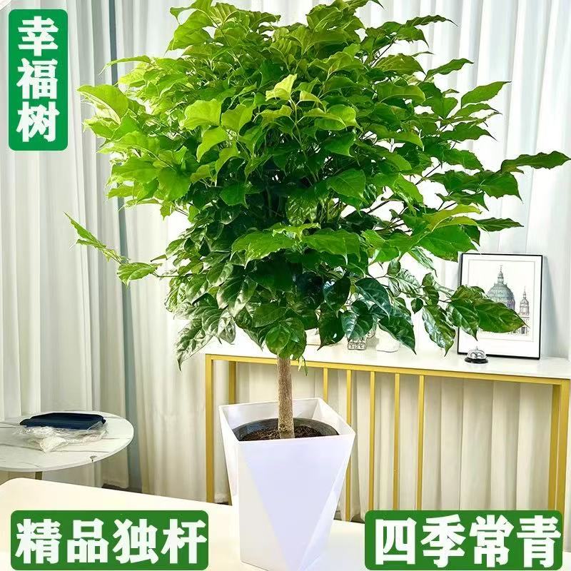 70 - 80cm高度独杆幸福树室内外盆栽四季常青可净化空气