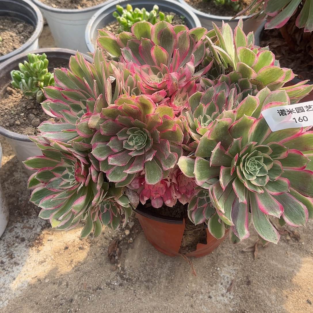 海王多肉植物绣球160