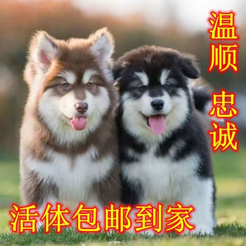 阿拉斯加幼犬大型雪橇犬狗狗便宜宠物小狗真狗活物看家巨型犬熊版