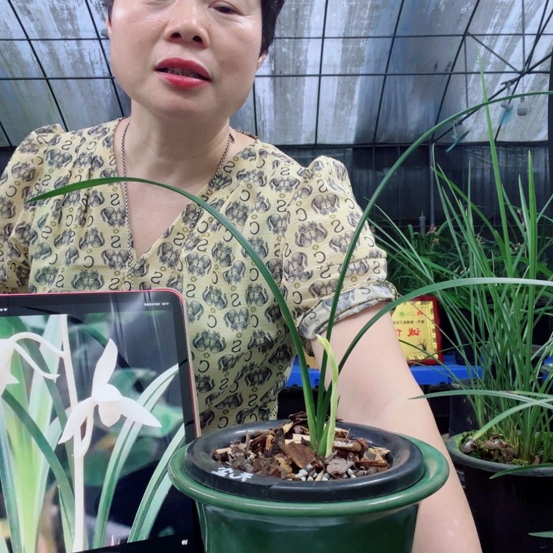 全部花苞建兰无尘1苗