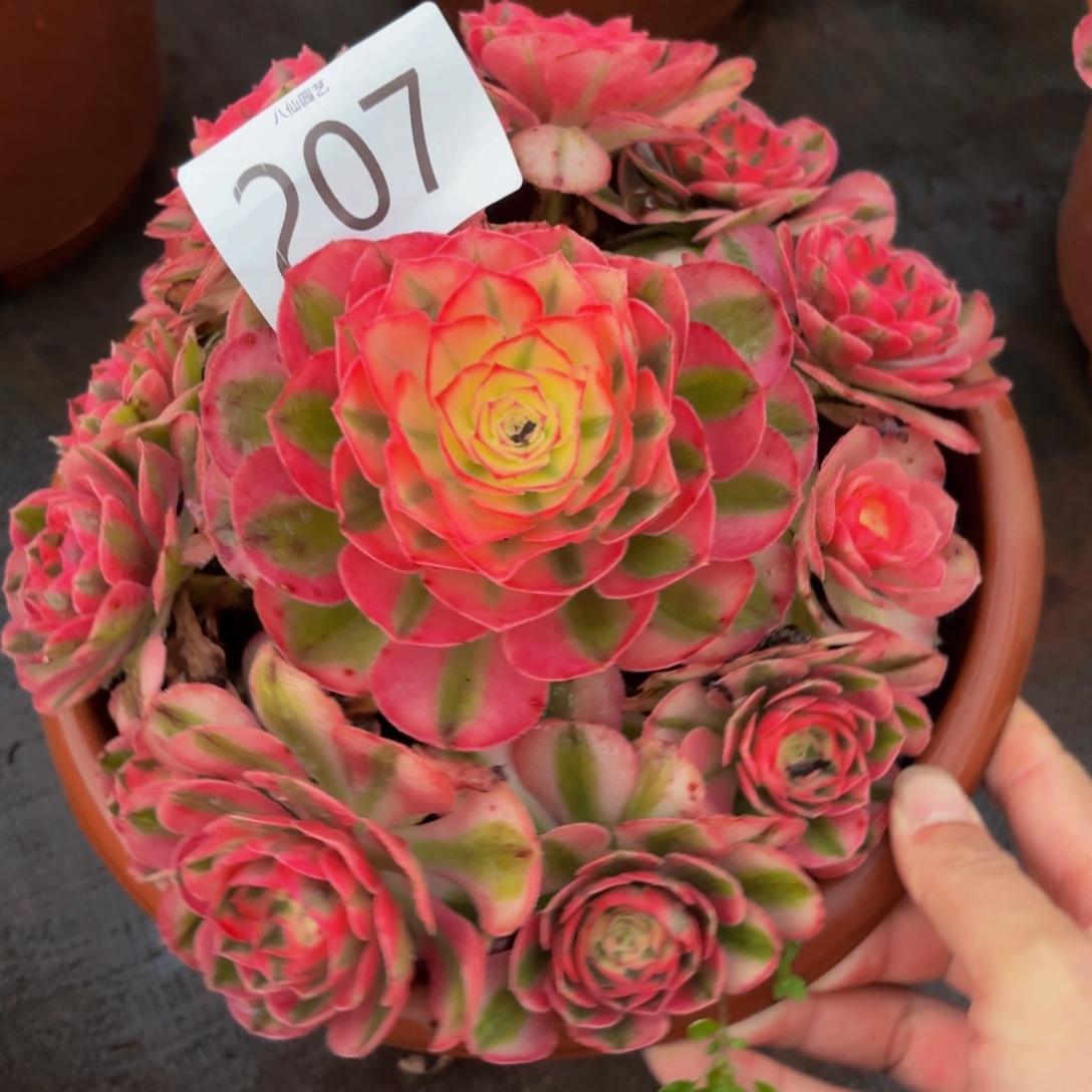 207多肉植物倾城特价