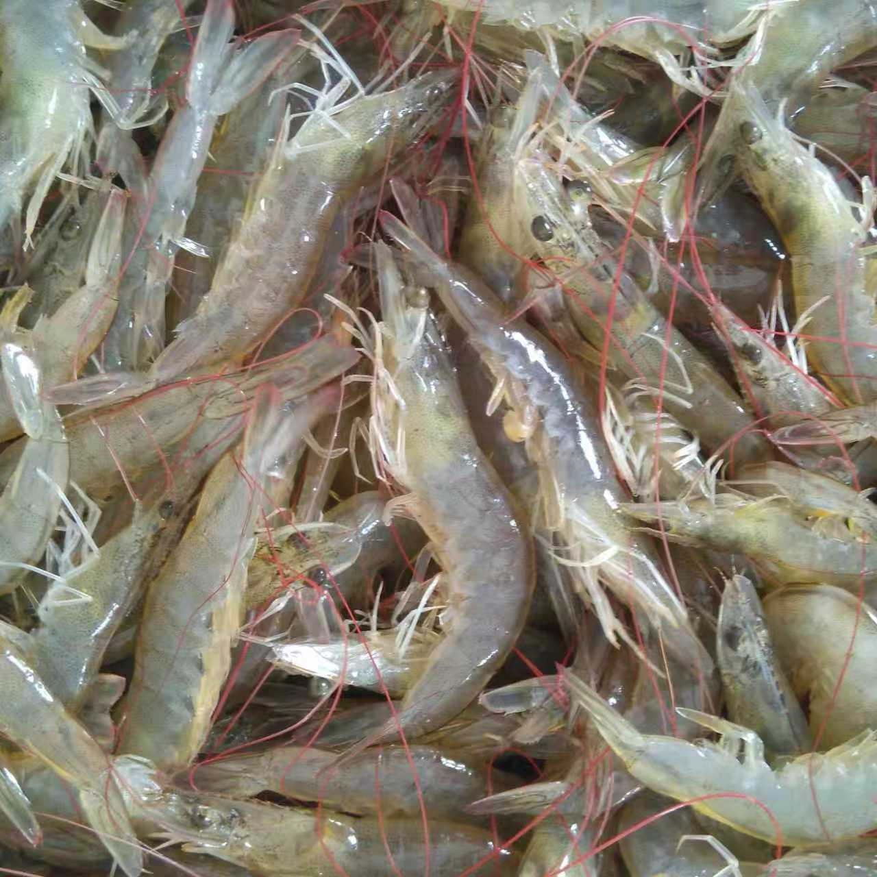 特大新鲜小白虾度海货速冻锁鲜