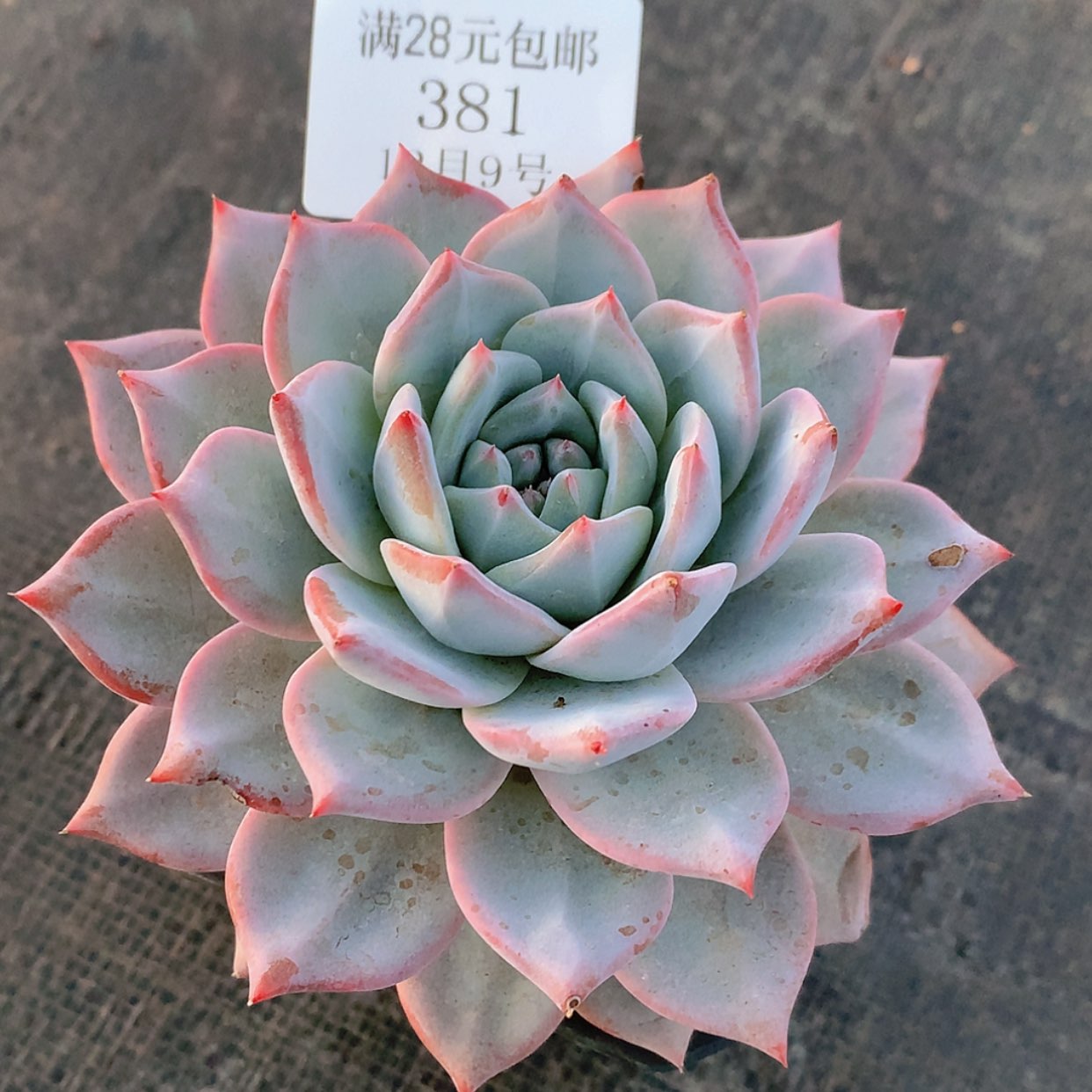 【闪购商品】云381号