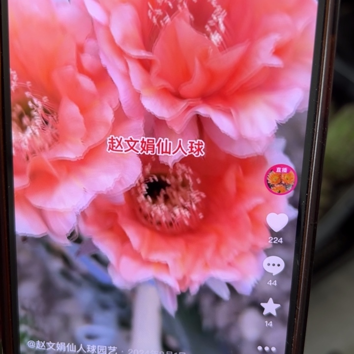 无花朵无根侧芽歪国色歪