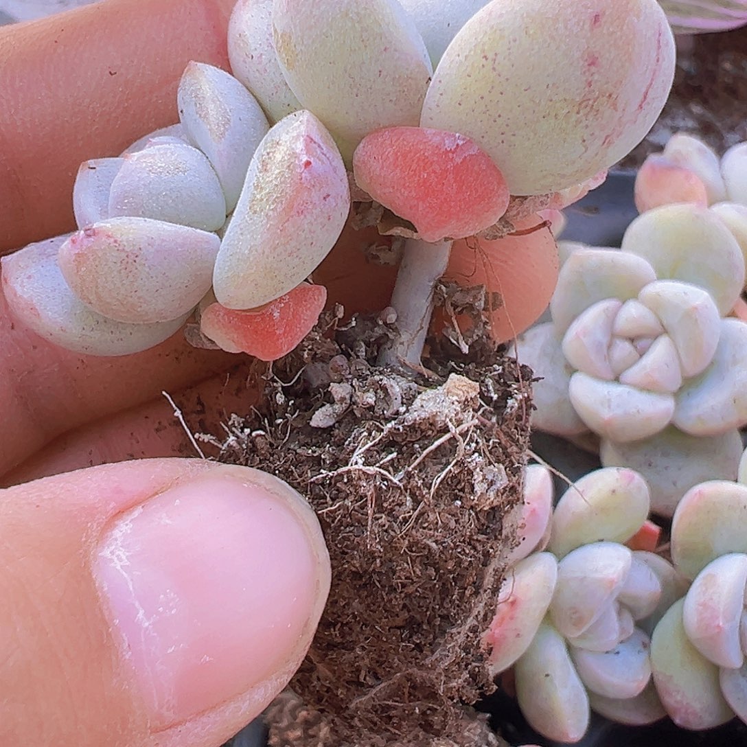 穴盘双头冰玉12颗19包邮多肉