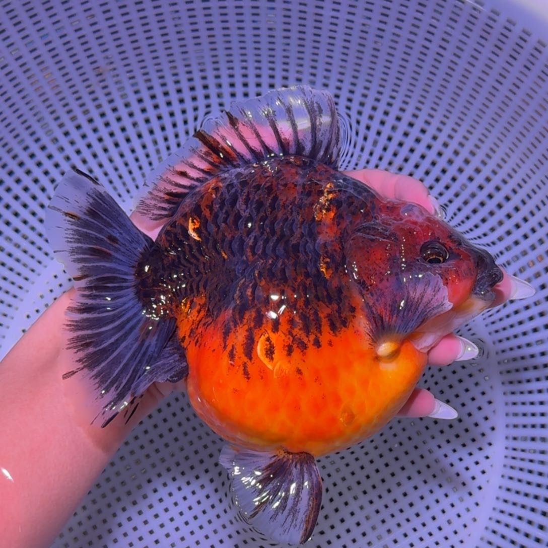 金鱼类不分公母18