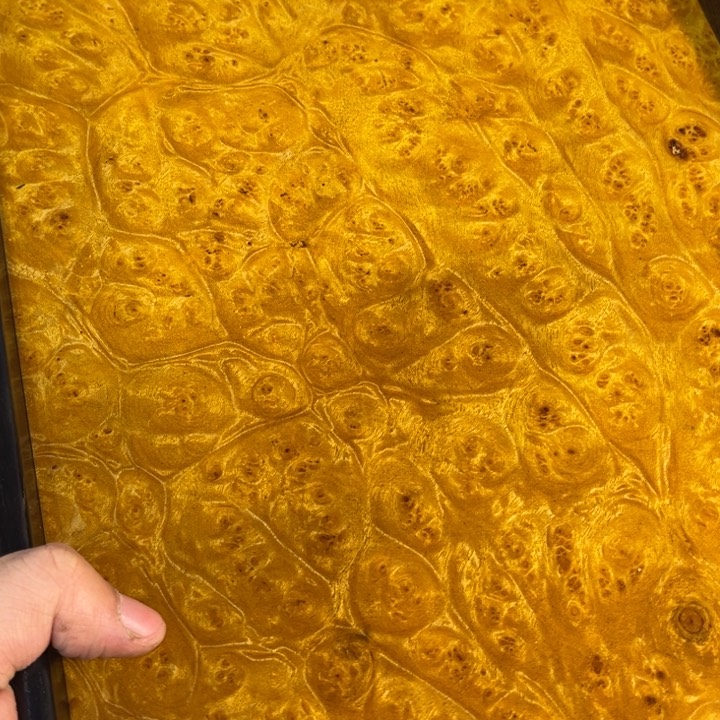 木黄金樟留疤超大托盘