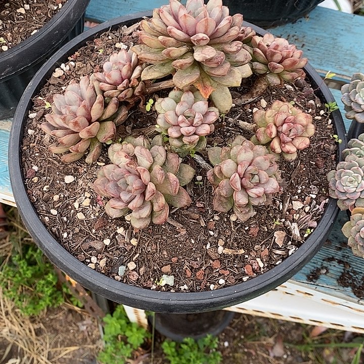 整群无砍葡萄多头群