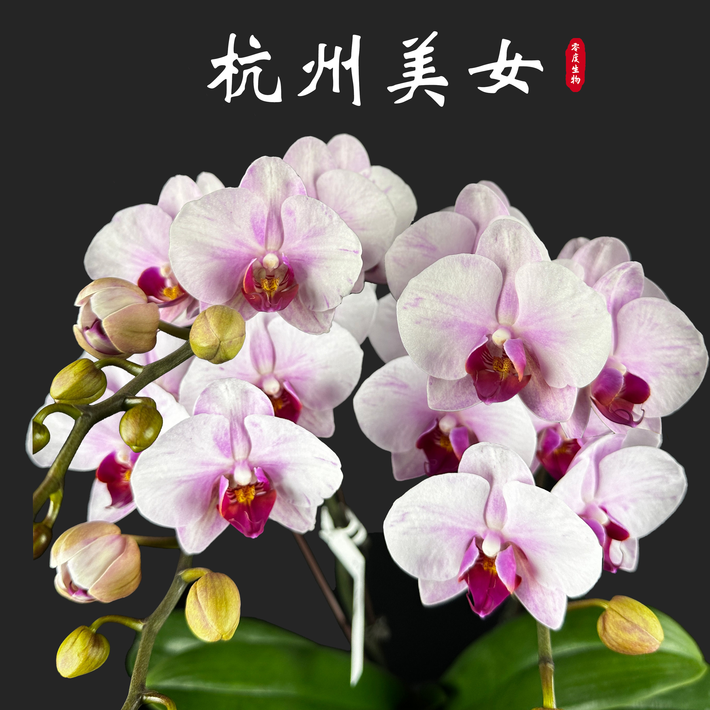【零度生物】杭州美女蝴蝶兰盆栽续花型兰花大爆盆年宵花