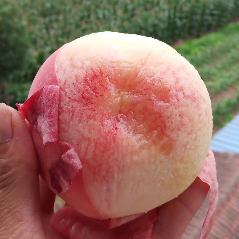 【无锡水蜜桃】正宗无锡3-5两水蜜桃新鲜水蜜桃脆软桃整箱当季时令现摘超甜水果包邮G江苏省