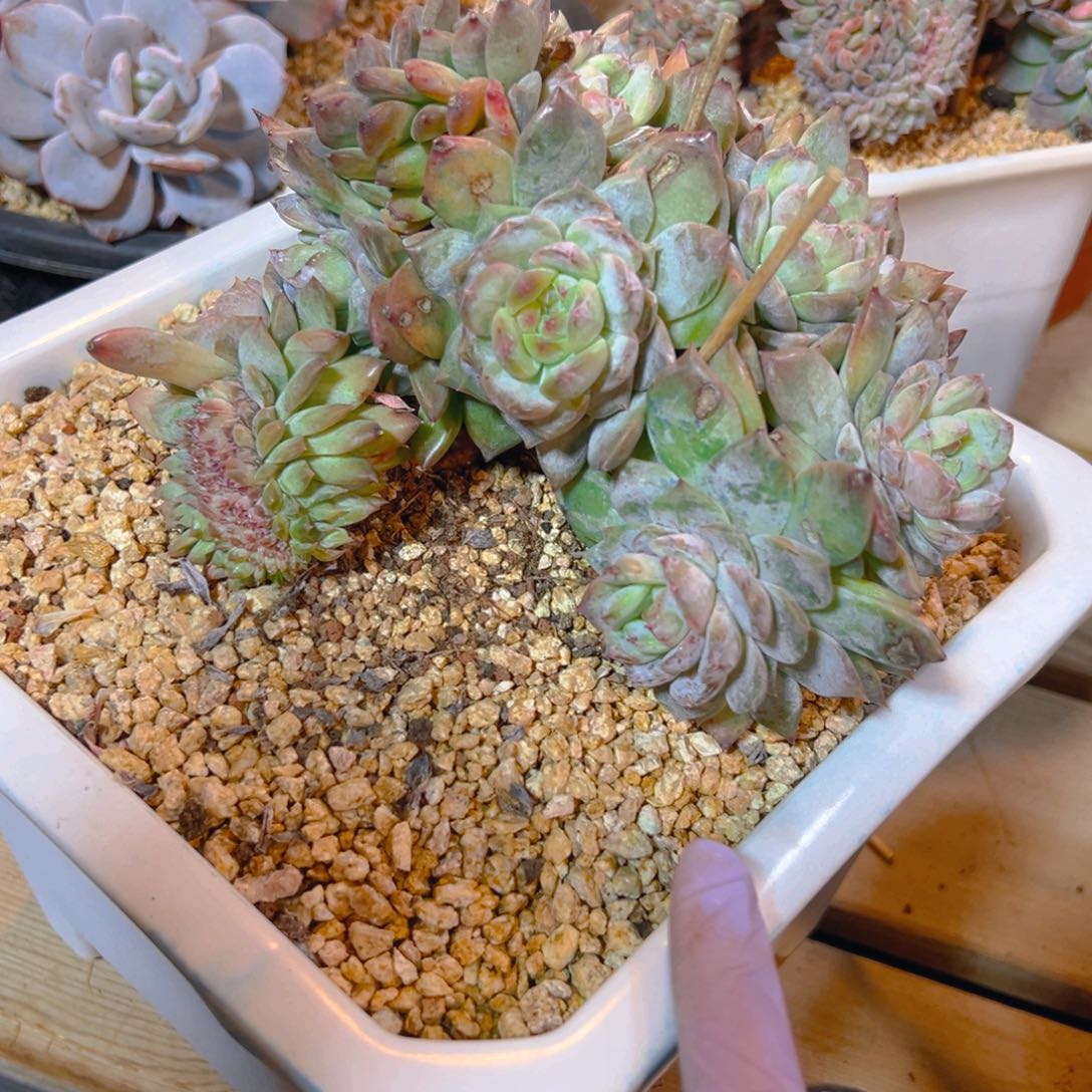 水蜜桃 新年快乐 新年快乐