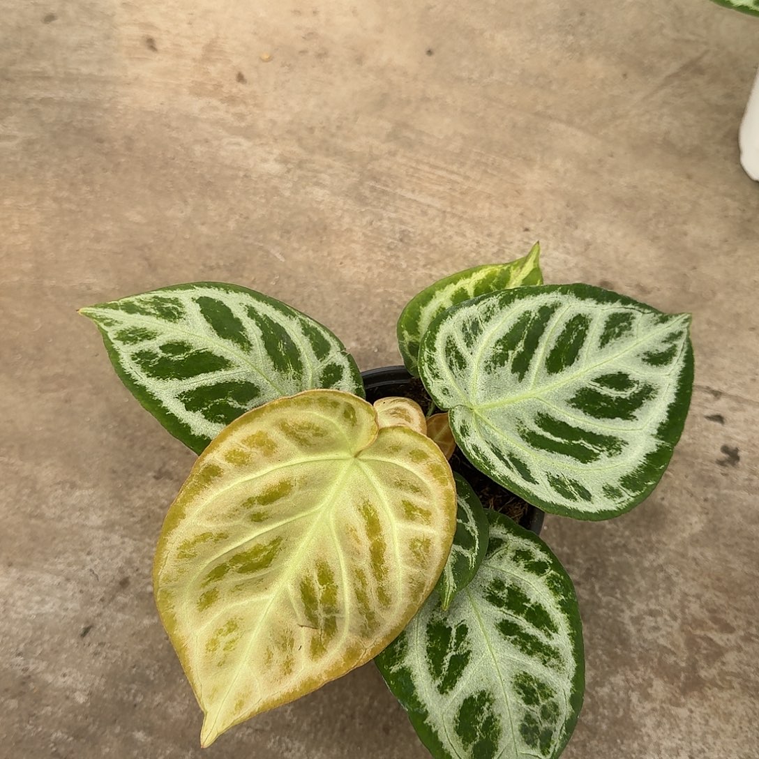 茗***蕉完全开放一物一拍U16