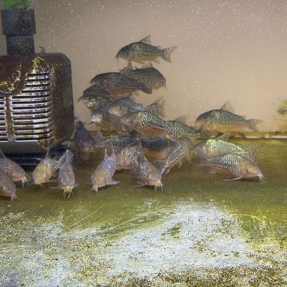 鼠鱼1只7-8精品爆花。 葛衣不包邮