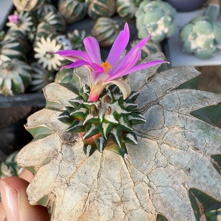 735红花馒头姬牡丹仙人球