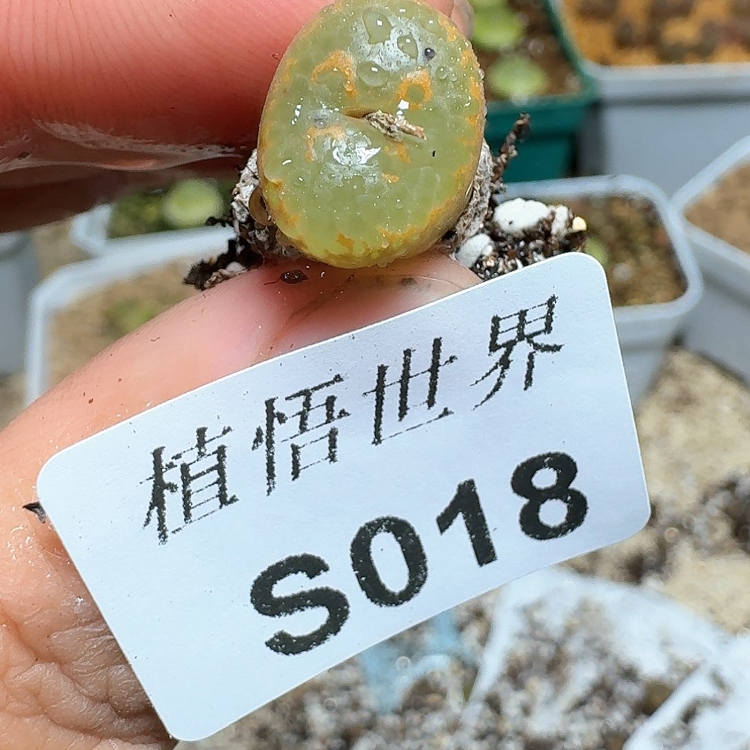 018盒多肉植物哇c g