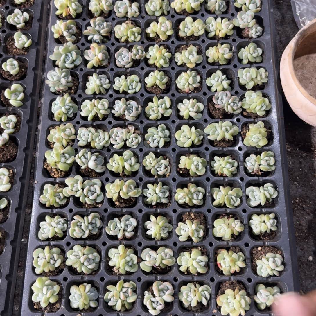 雨中飞一物一拍专拍，