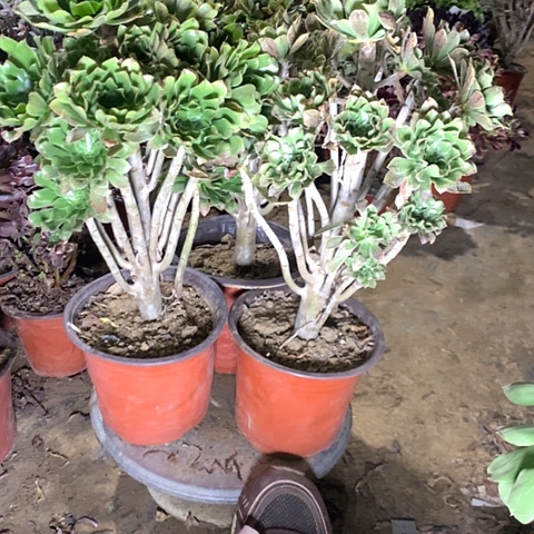 卓***余原始绿多肉植物法师16号