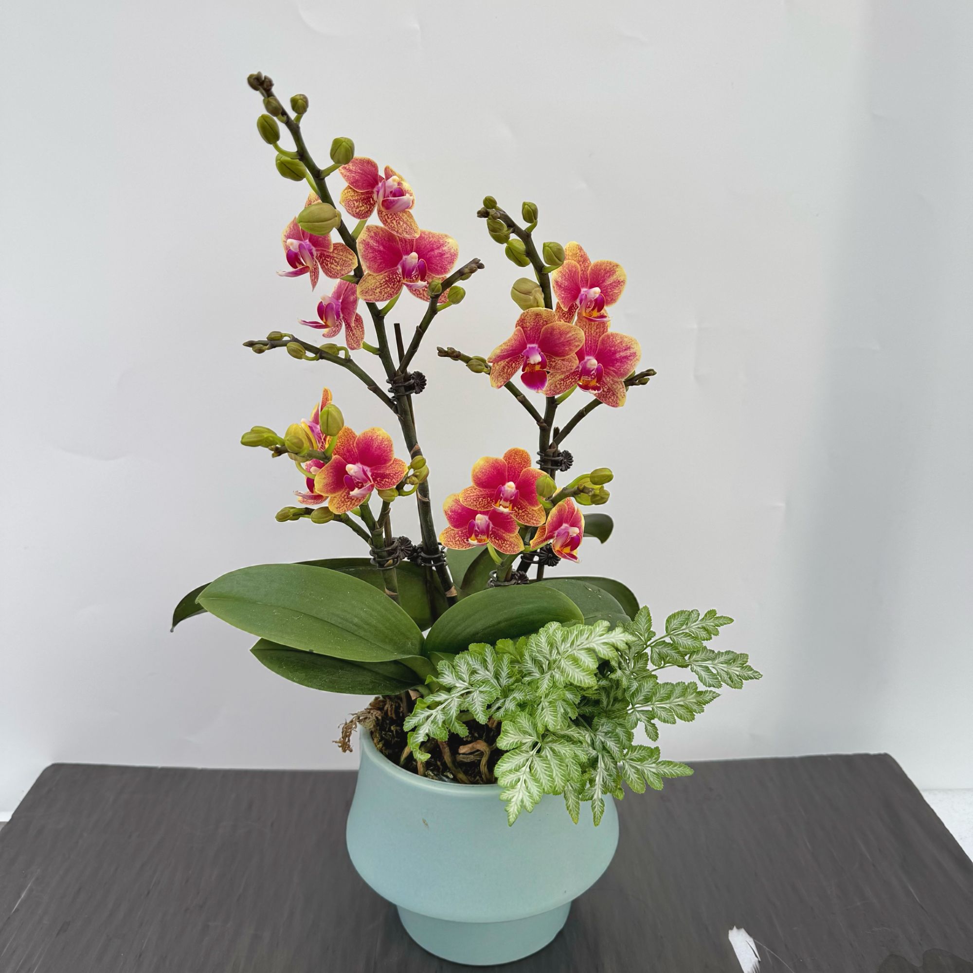 A+【金蝶】3.0寸杯 精品 蝴蝶兰带花带花苞 室内百搭