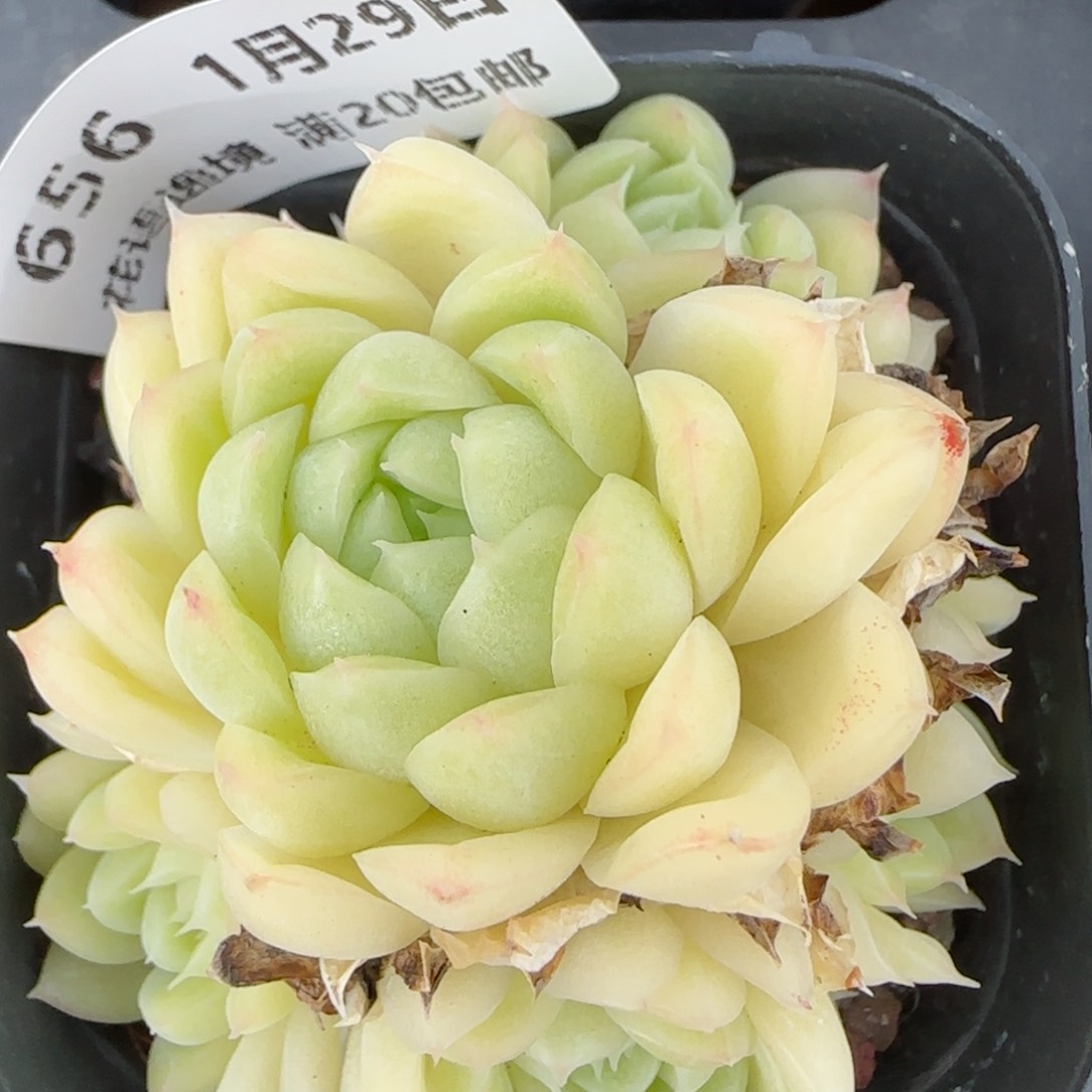 花语逸镜0129-655