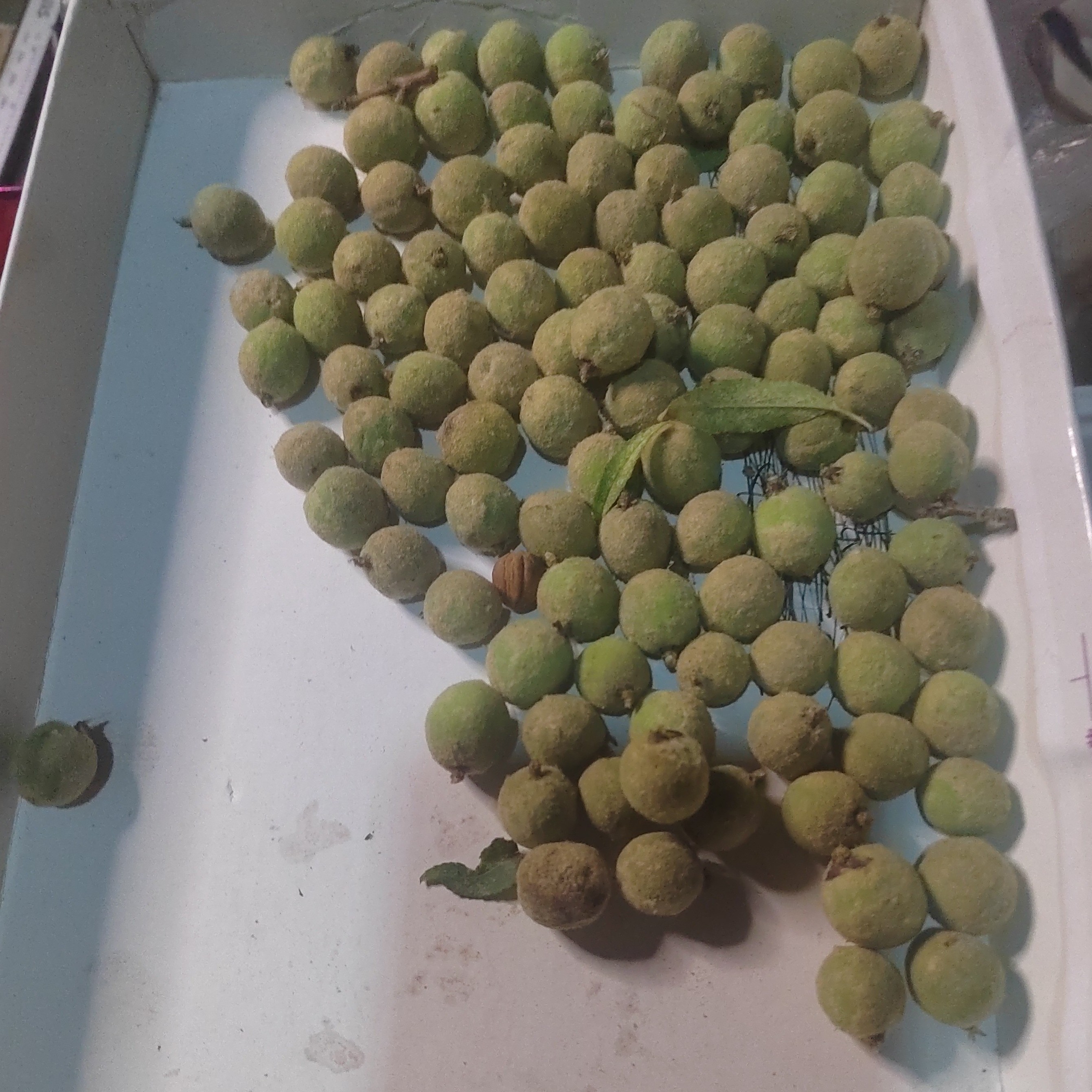 山西野生山桃核可做手串原料10.1～10.3