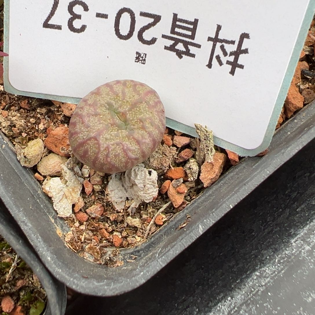 20-37送奶工杂多肉