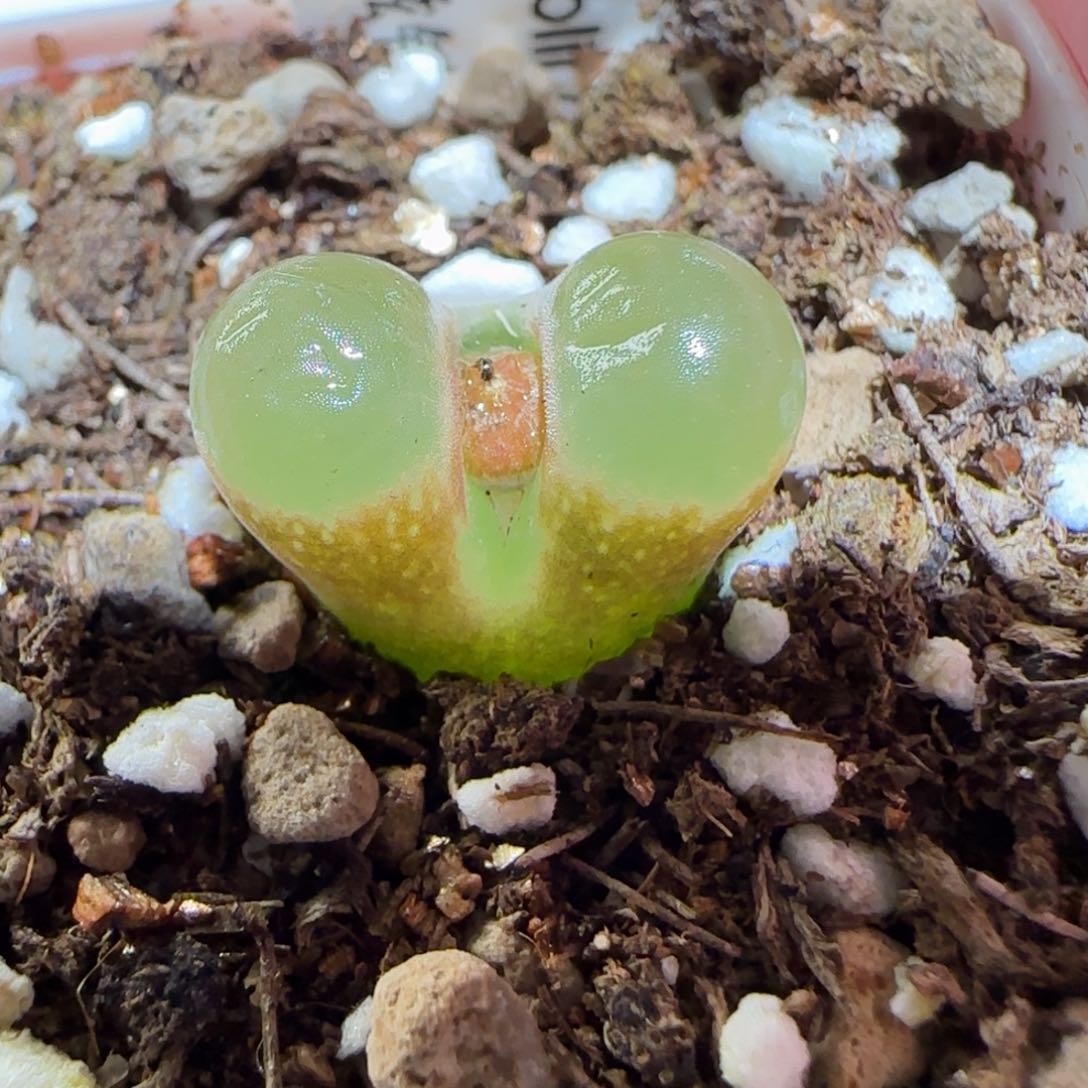 肉锥多肉植物百科-磁铁213