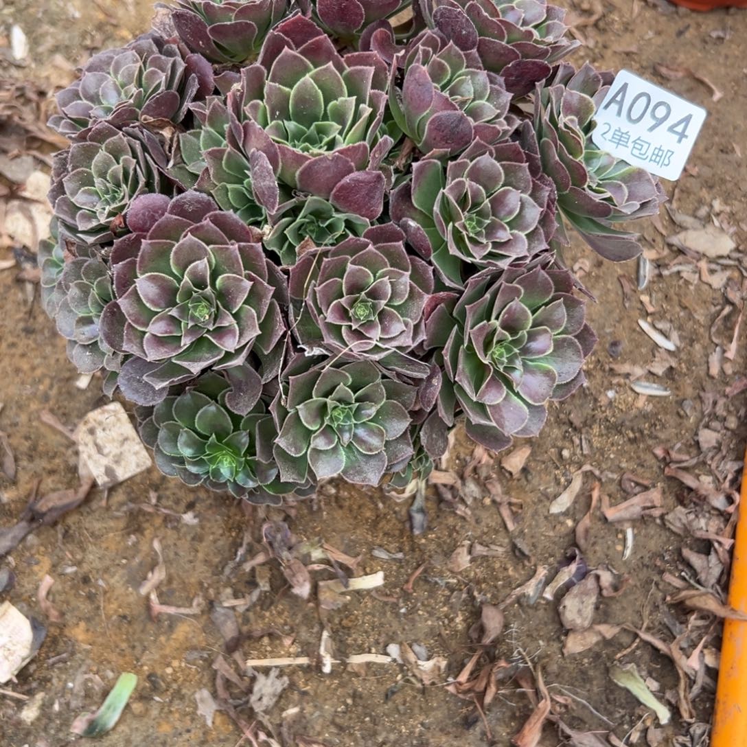 094多肉   荷兰玫瑰不包断头