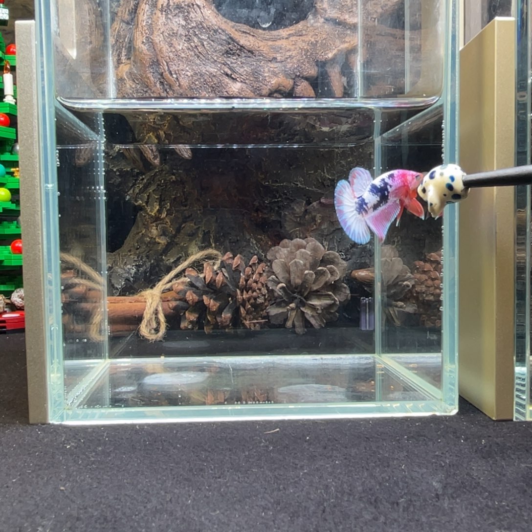 斗鱼十二月十七日竞价