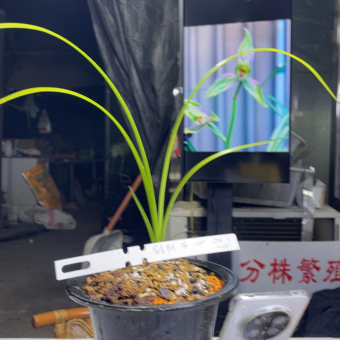 向***葵完全开放留金岁月1苗寄养