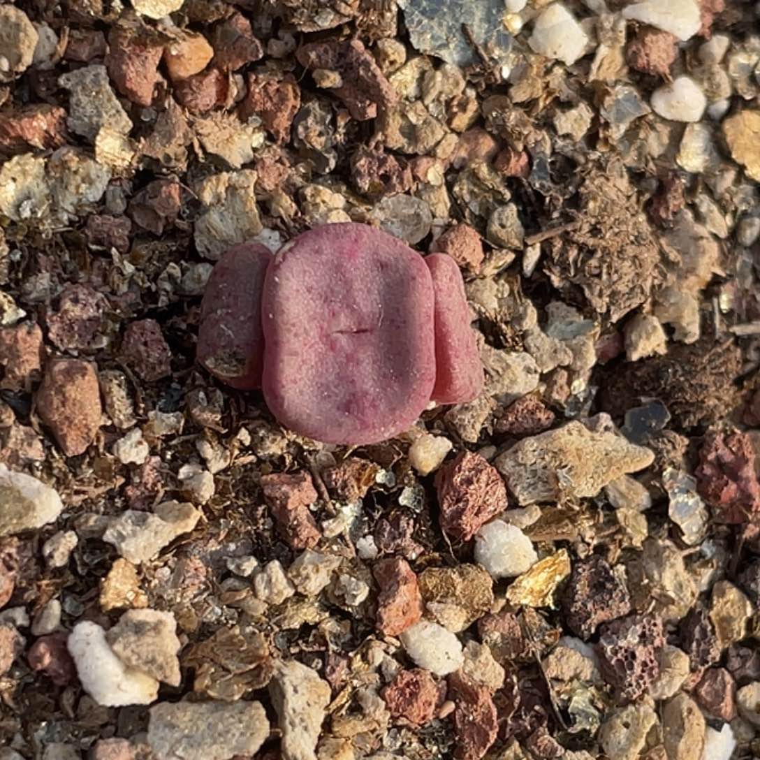 6-65方碗多肉植物