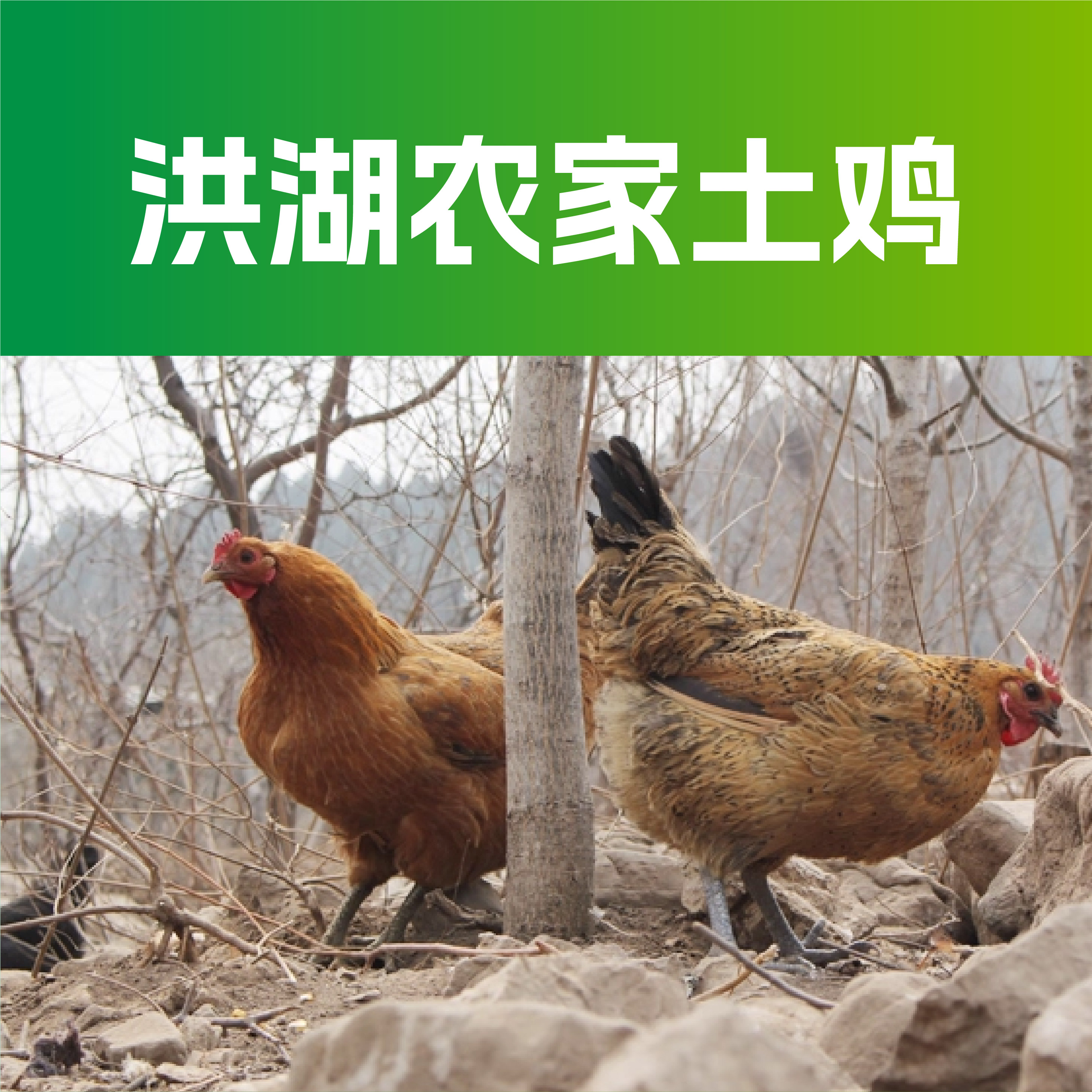 洪湖特产农家土鸡整只鸡（保留可食用内脏）顺丰包邮