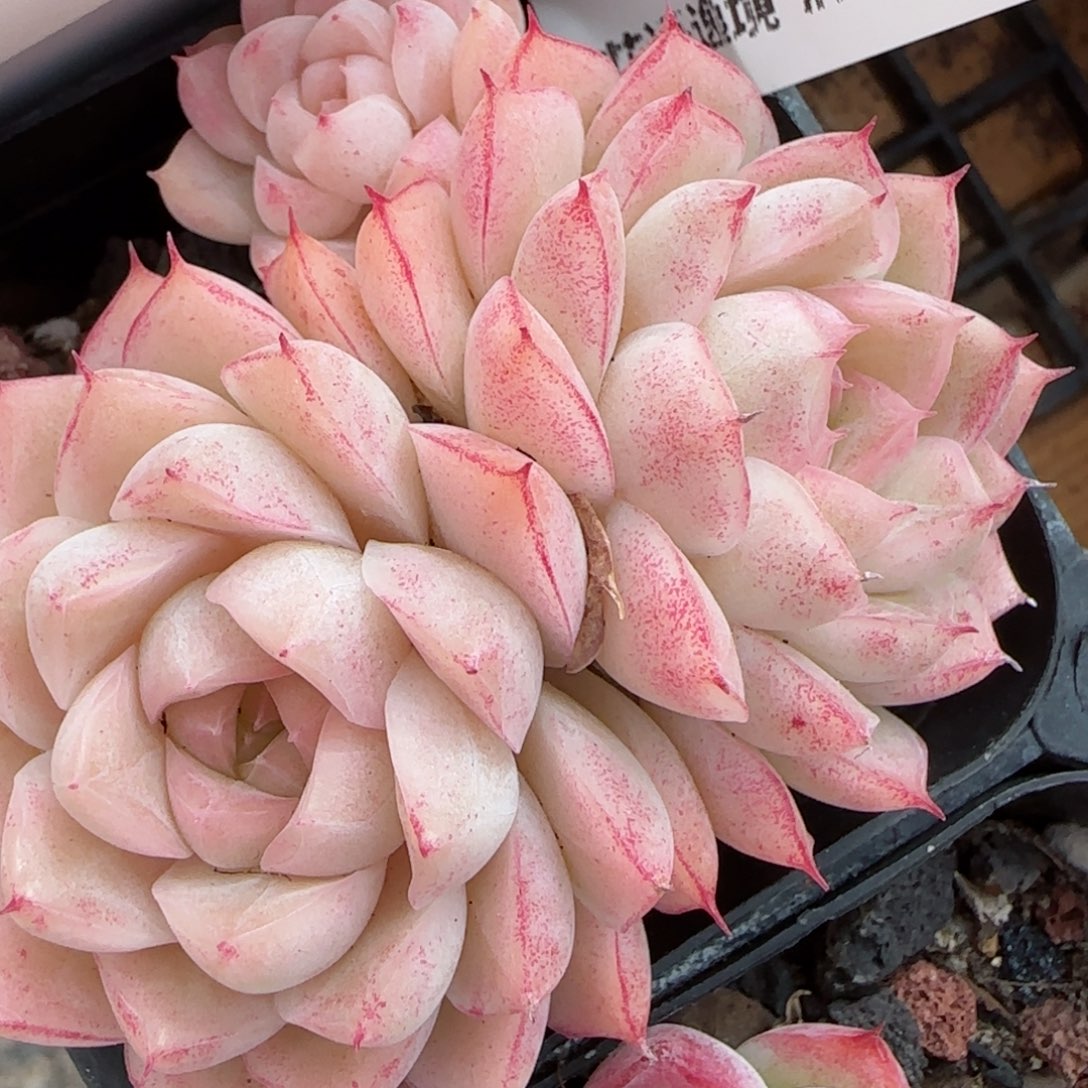 花语逸镜0205-581