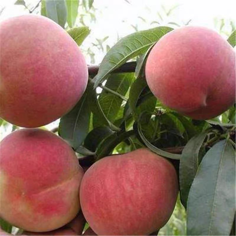 蓟县山坡久保 离核桃子顺丰包邮天津市