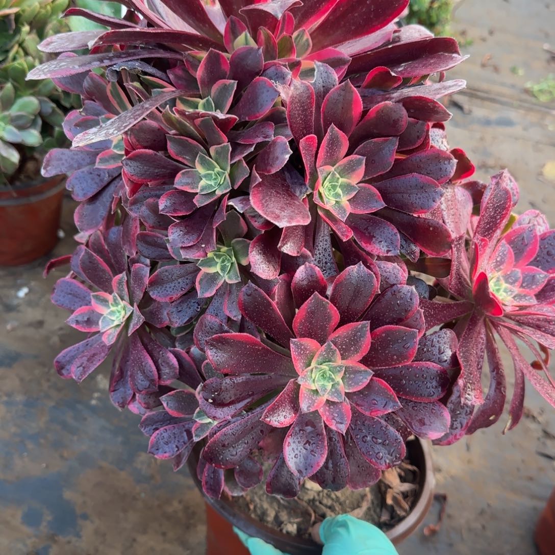 金丝060满20包邮断枝不包瑕疵