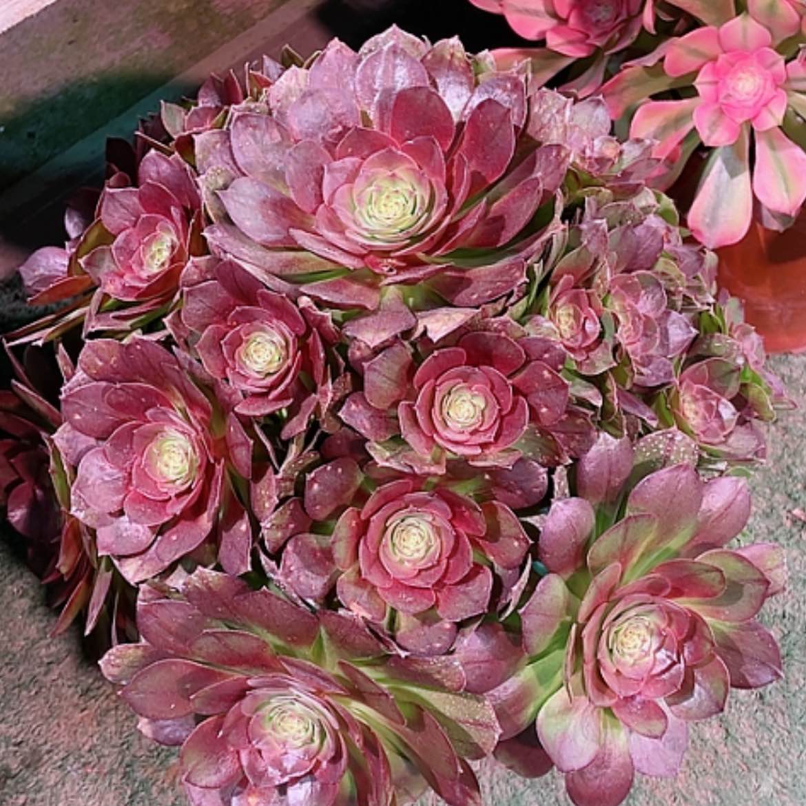 【闪购商品】法师好看也好养黑魔