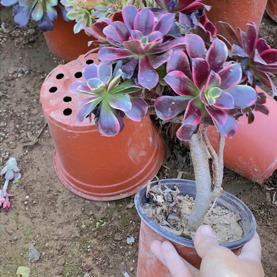 220 号一物一拍多肉植物