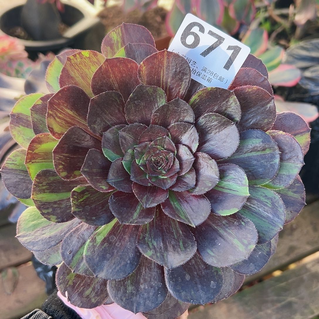 多肉植物多肉植物671