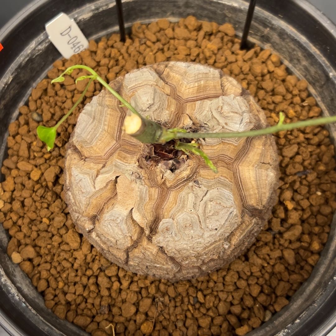 精品盆栽养定的龟甲龙0465号