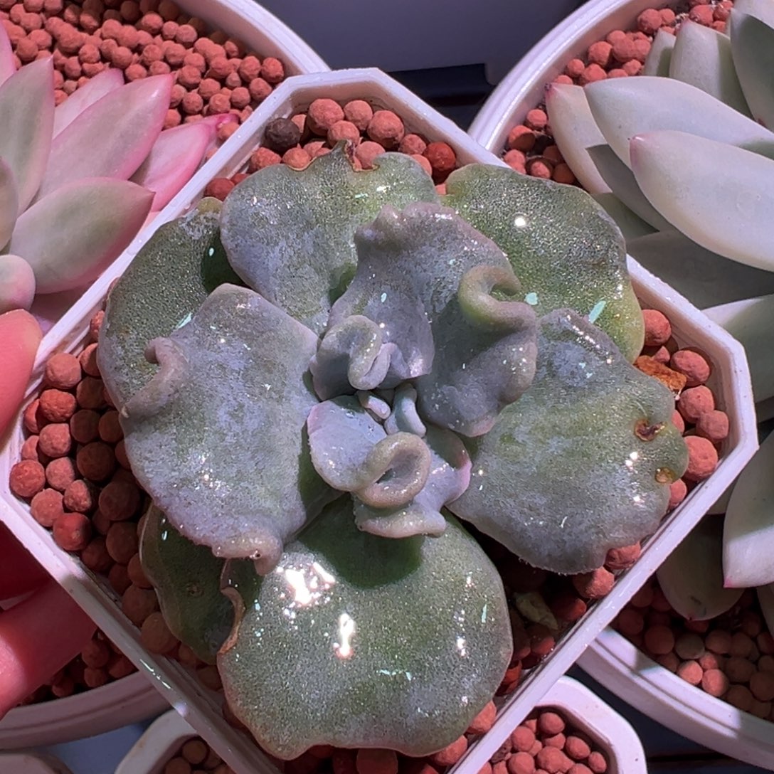 芭蕾舞者锦，少锦多肉植物