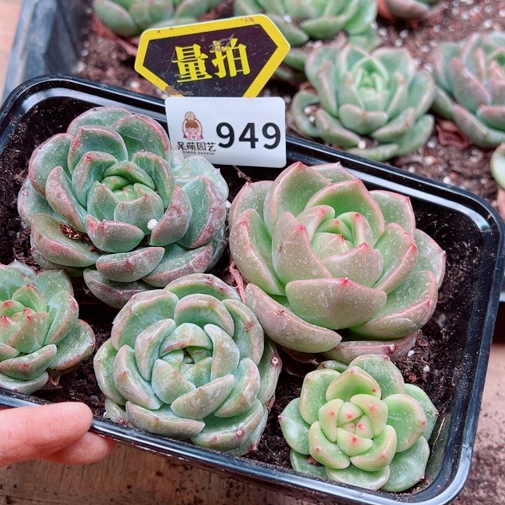 多肉植物多肉植物