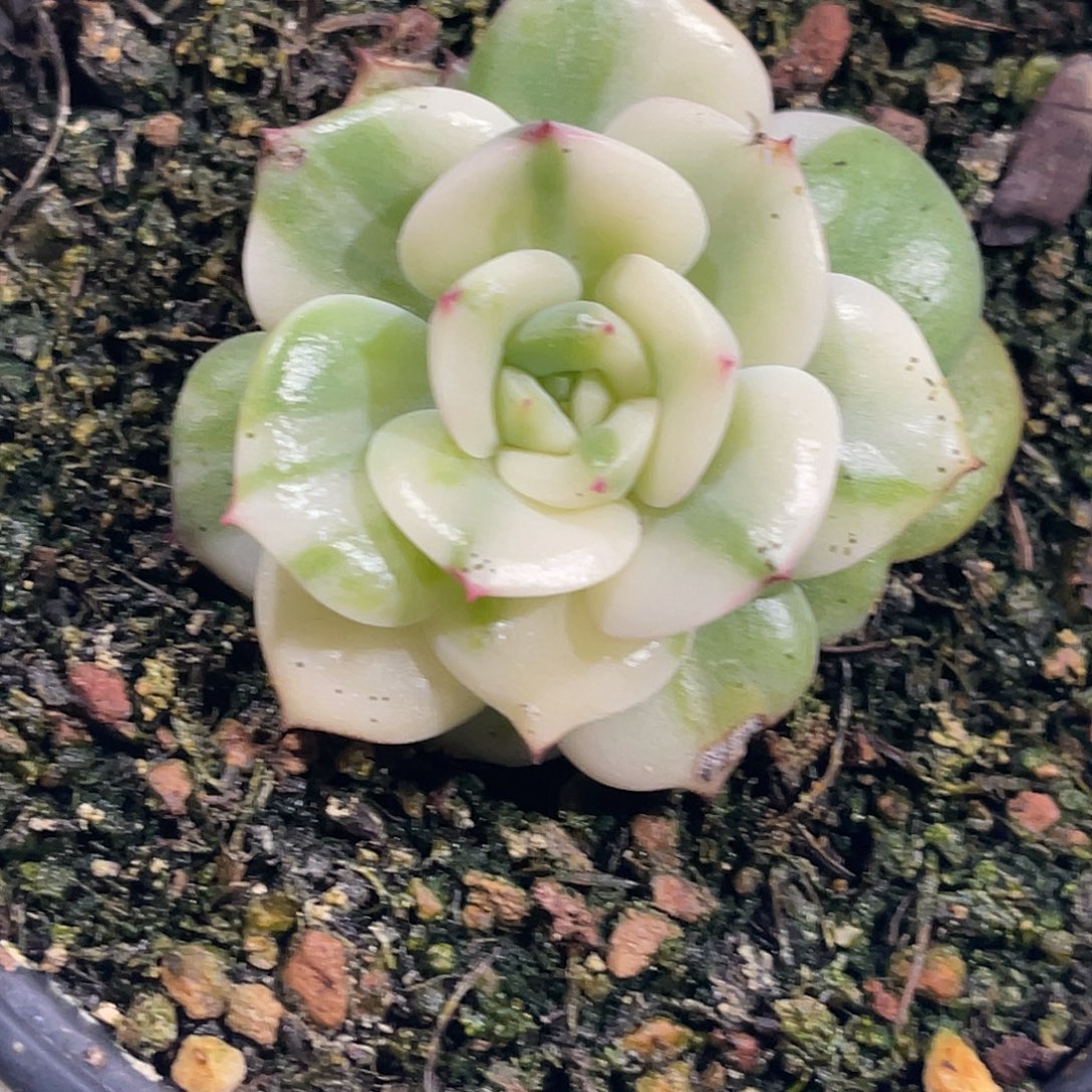 妮****尚品园艺福利锦三文鱼