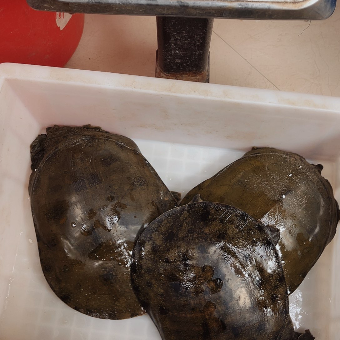 中国大陆野生甲鱼包邮