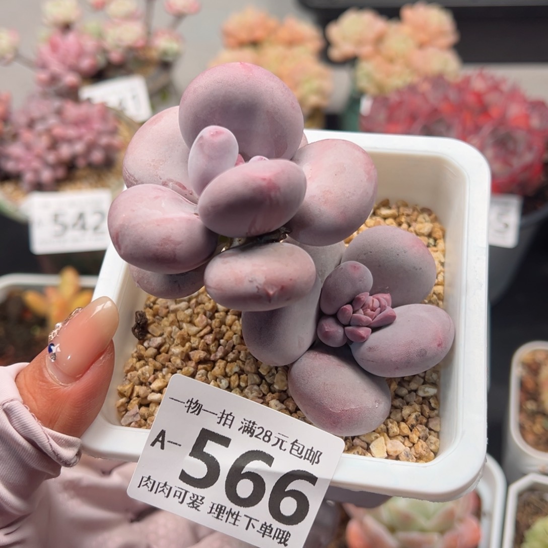 大叶奶多肉多多肉多肉