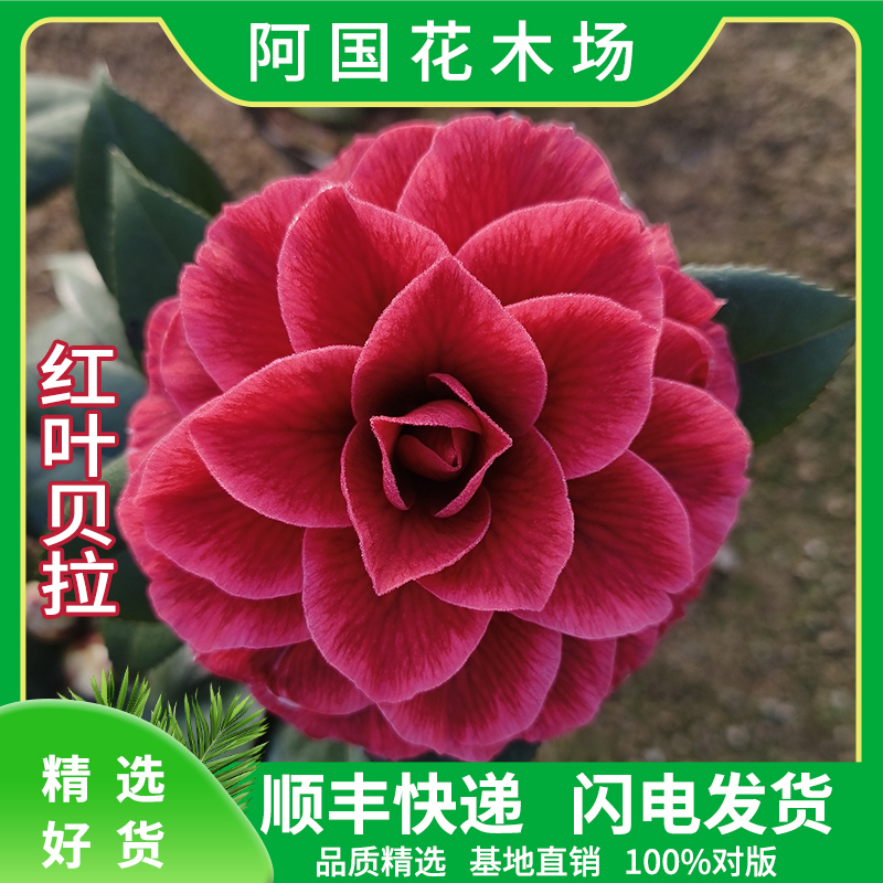 红叶贝拉巨型大花阳台庭院客厅绿植盆栽树带花苞复色纯色紫叶贝拉