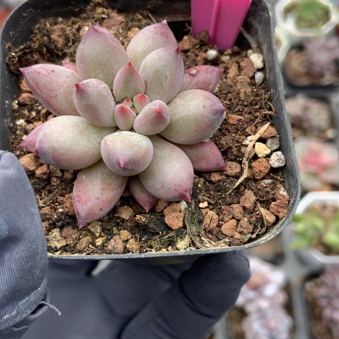 74虞美人多肉植物