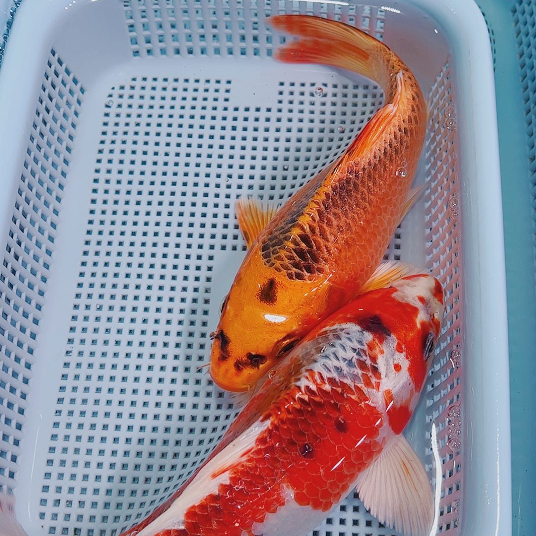 锦鲤锦鲤冷水鱼观赏130