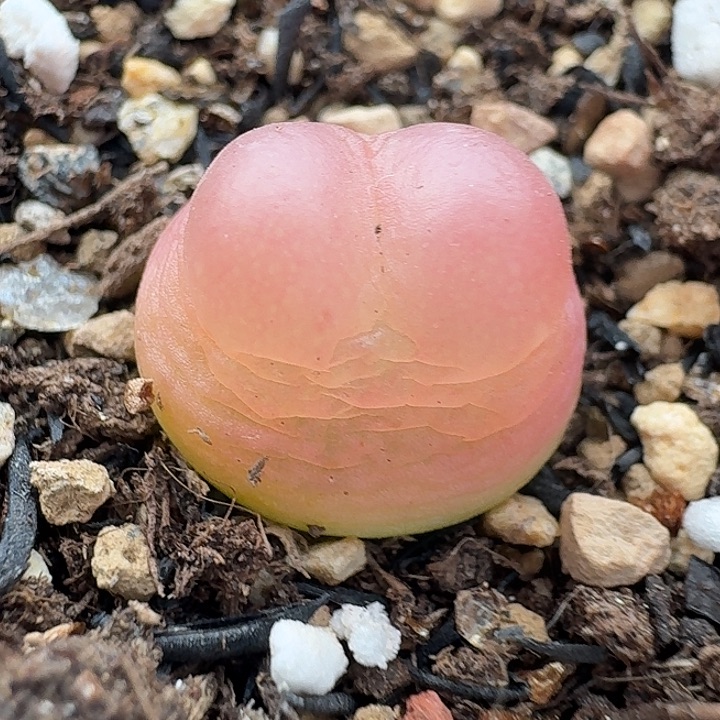 老马生石花拉登1731