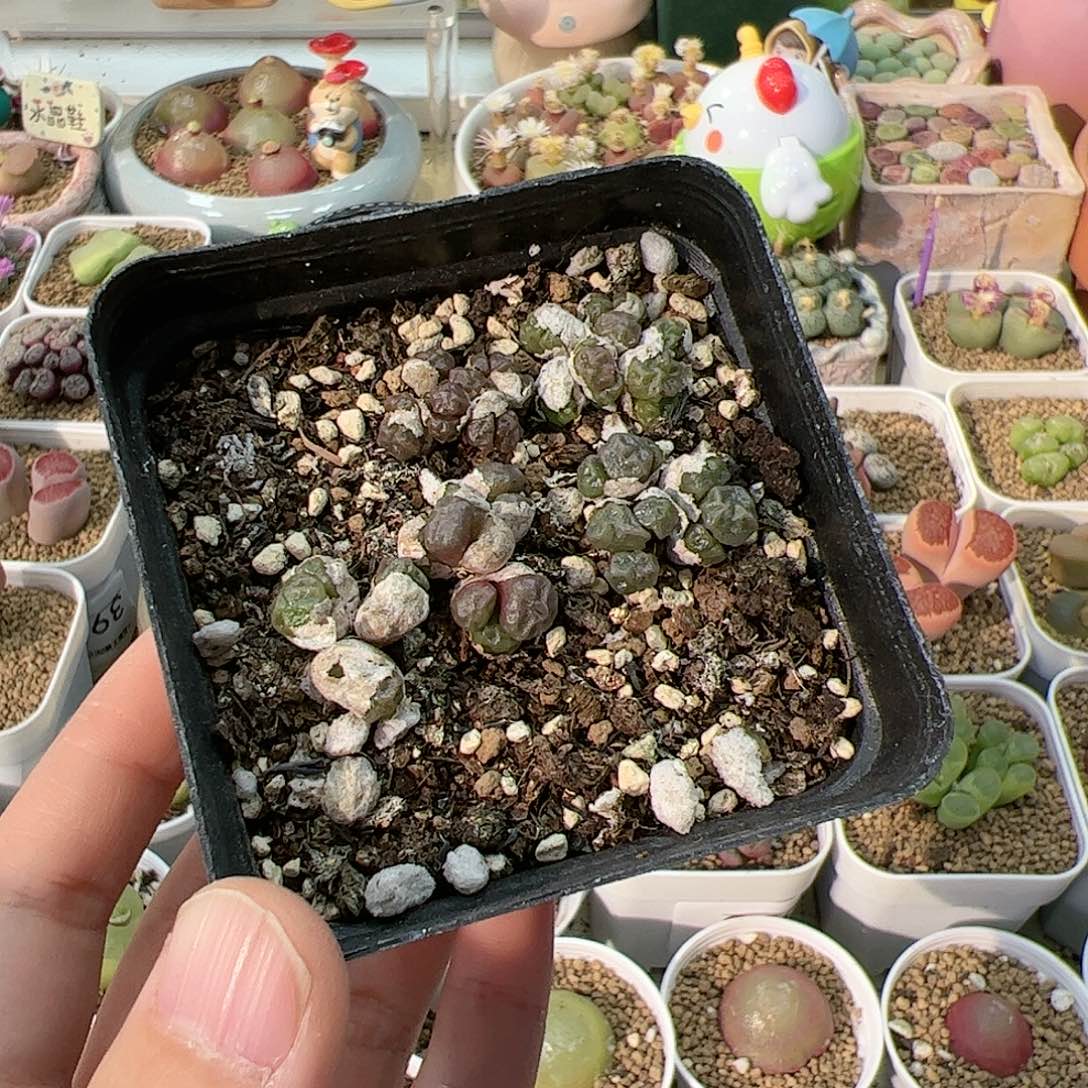 【闪购商品】是****呱202 清