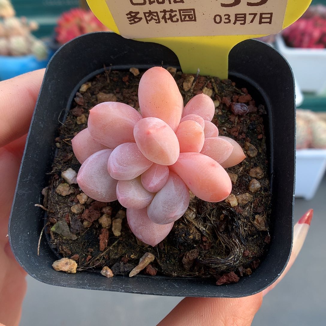 33香水多肉植物双头