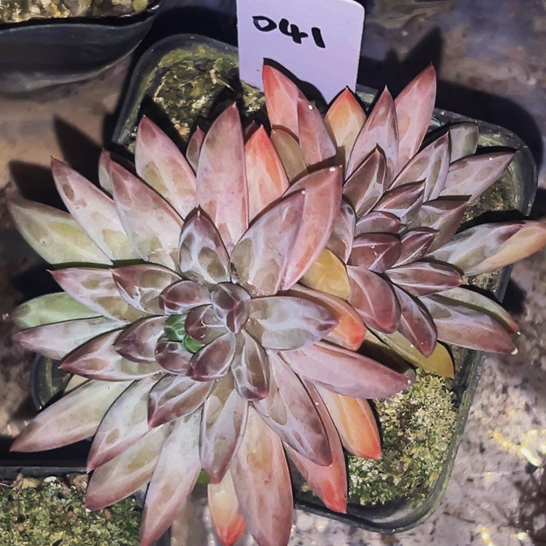 桔云多肉美人精品系列